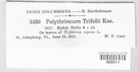 Polythrincium trifolii image
